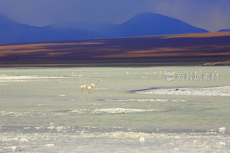 令人印象深刻的Laguna blanca -白湖盐滩，安第斯火烈鸟和田园诗般的阿塔卡马高原沙漠，火山景观全景-波托西地区，玻利维亚安第斯，Bolívia